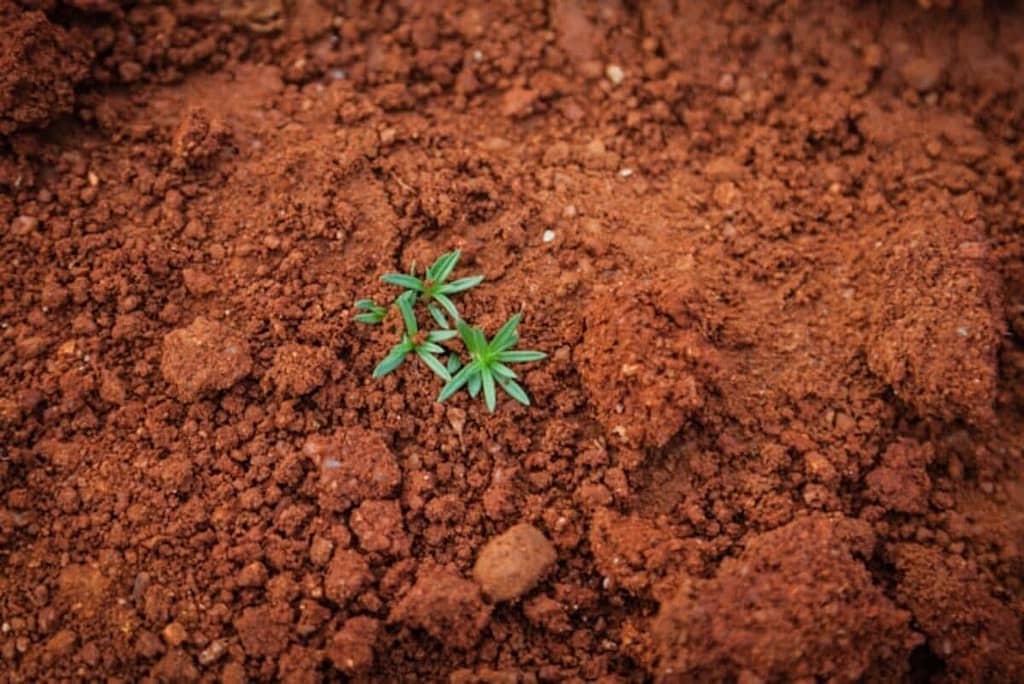 Preparing Soil for a Fruit Garden