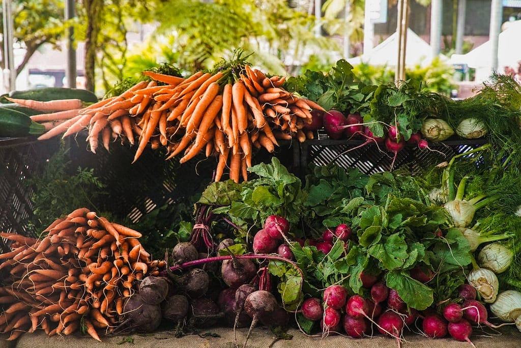 harvesting vegetables