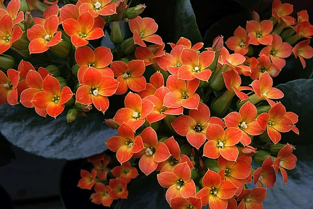 Potting and Repotting Your Kalanchoe