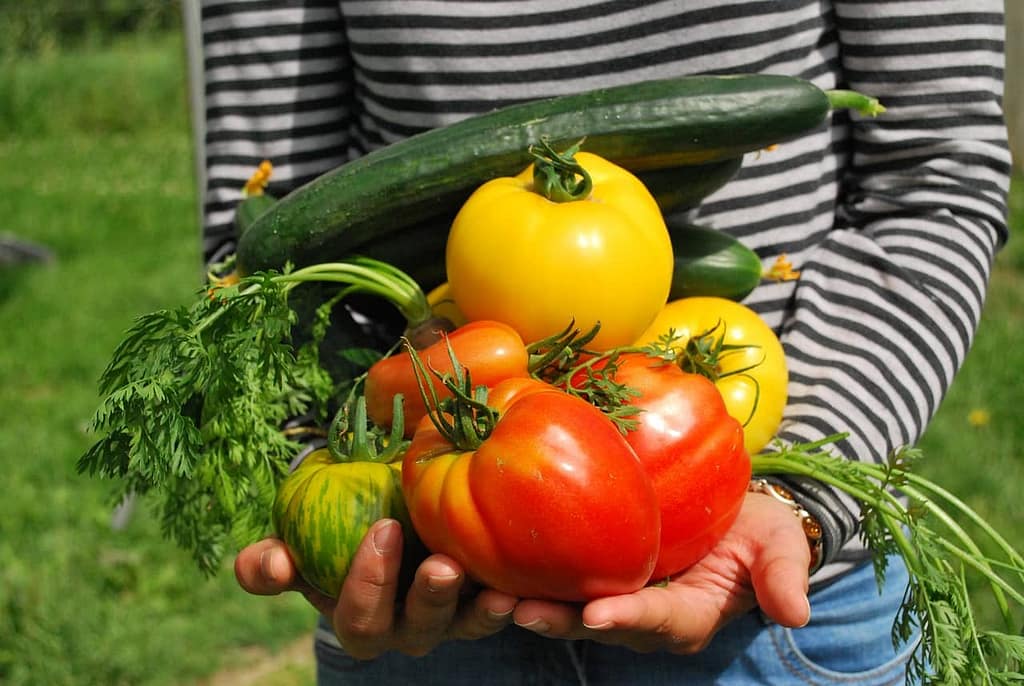 vegetable garden - Featured Image