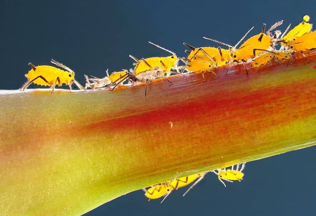 Aphids - Feature Image