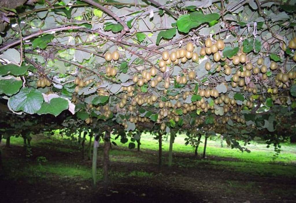 Propagating Kiwi Vines