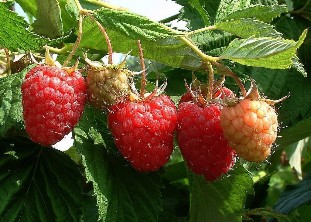 Growing Raspberries