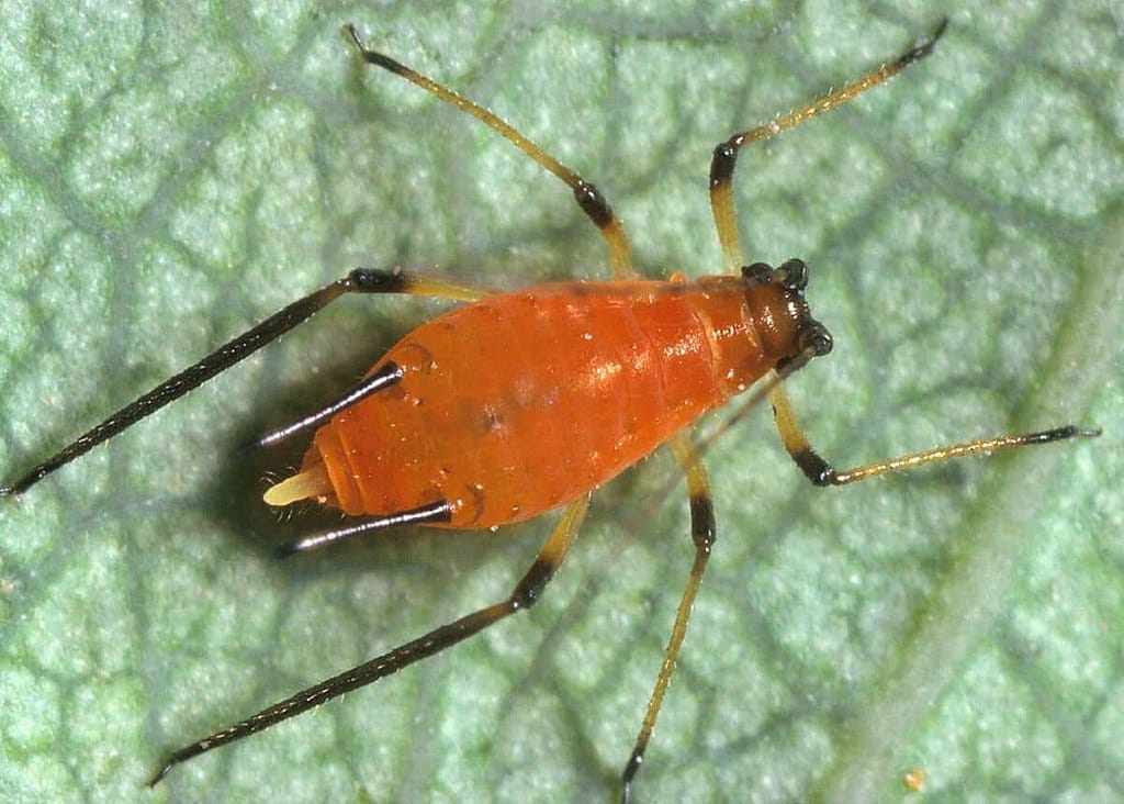 Aphids