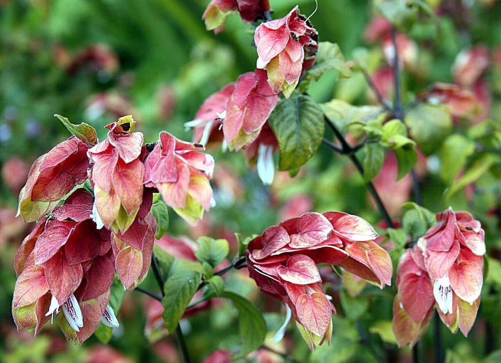 Propagating Shrimp Plants