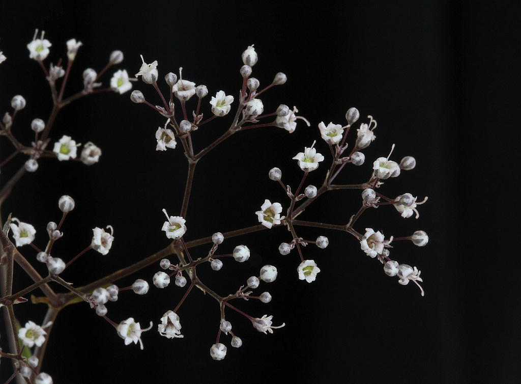 Growing Baby's Breath Plants