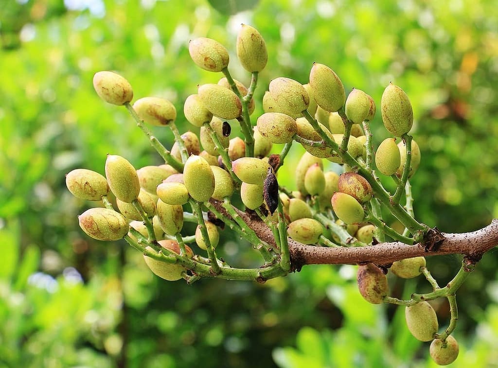 Growing Pistachio Trees