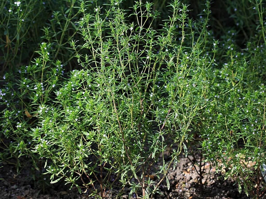 How to grow Summer Savory