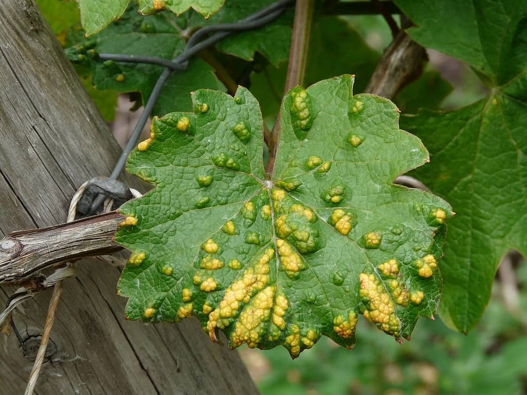 Featured Image - Plant Diseases