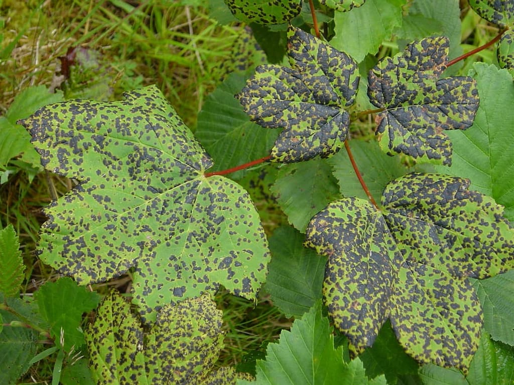 Inspect the Symptoms for Plant Diseases