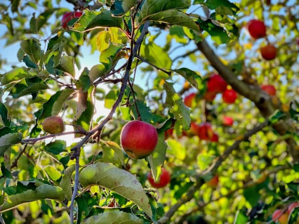 Fruit Garden - featured Image