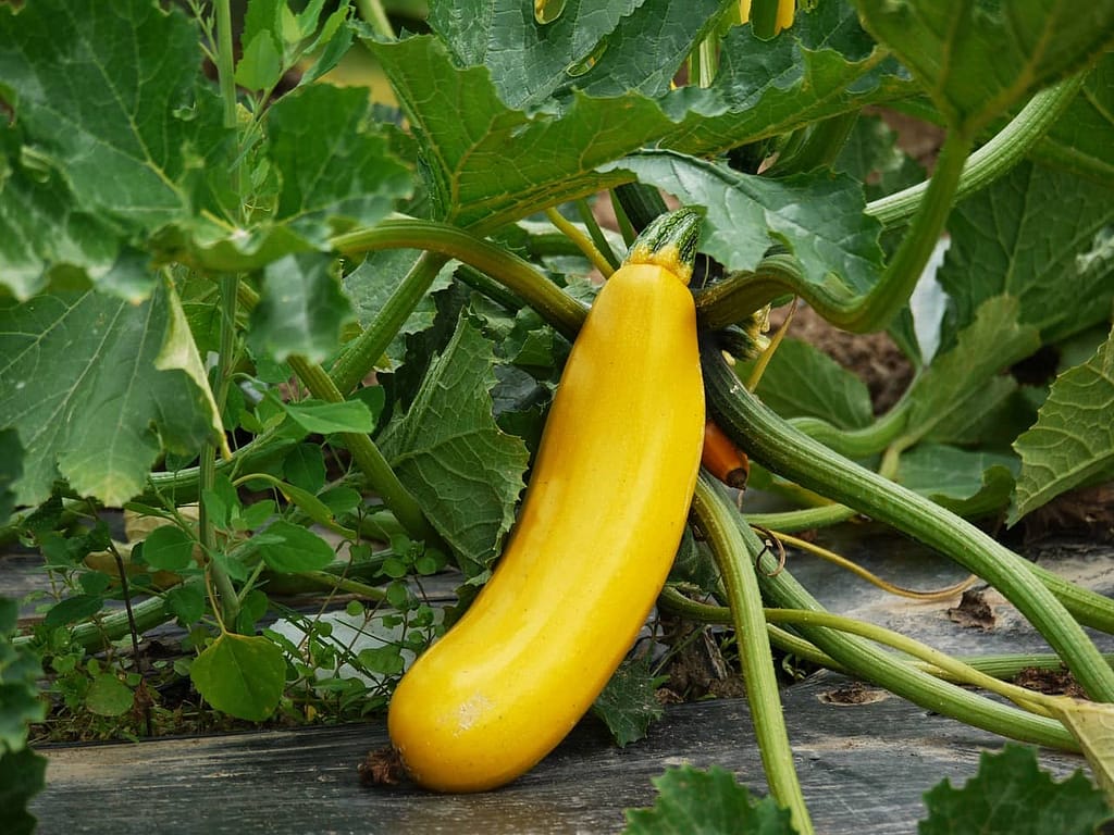 zucchini- Harvesting Vegetables
