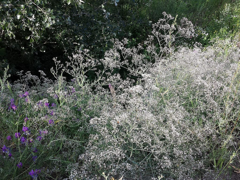 Baby's Breath Plants