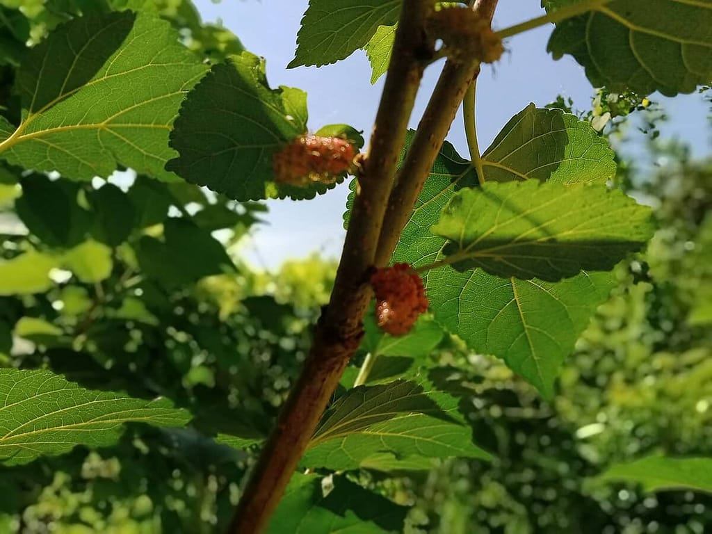 Raspberry Plants