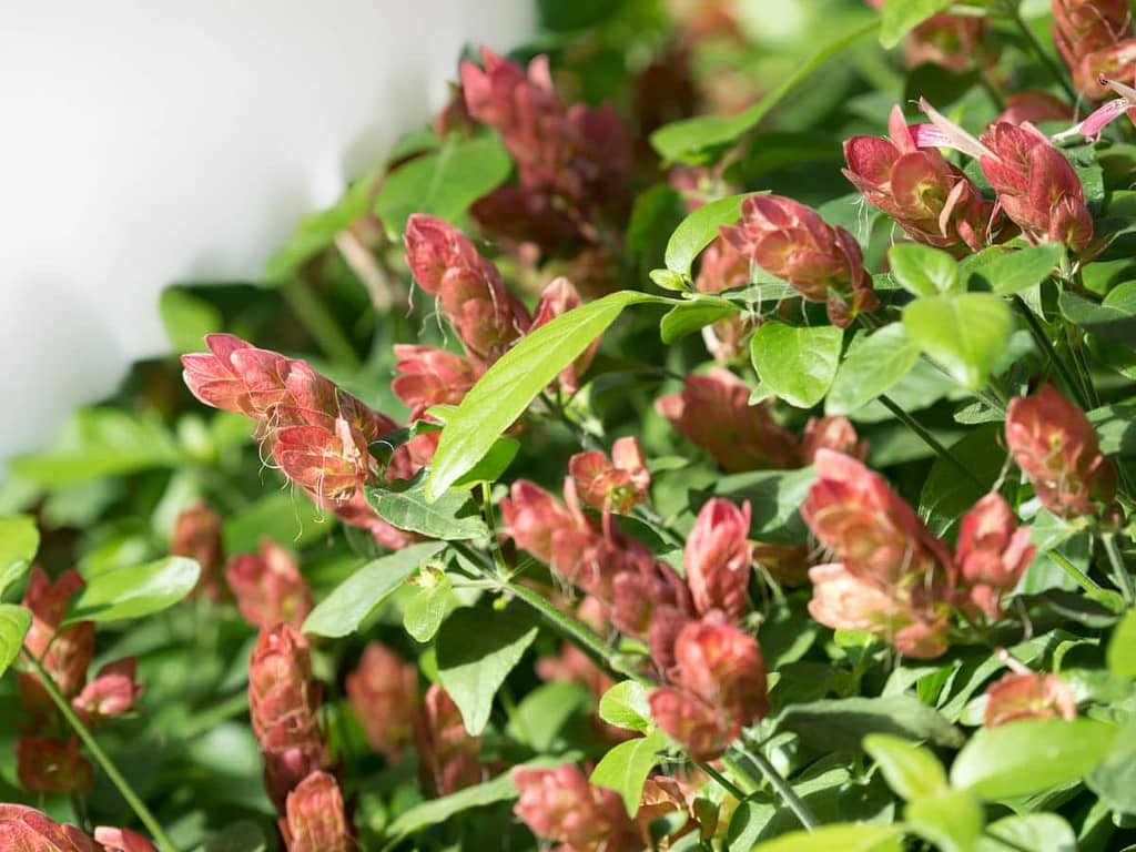 shrimp plants - Featured Image