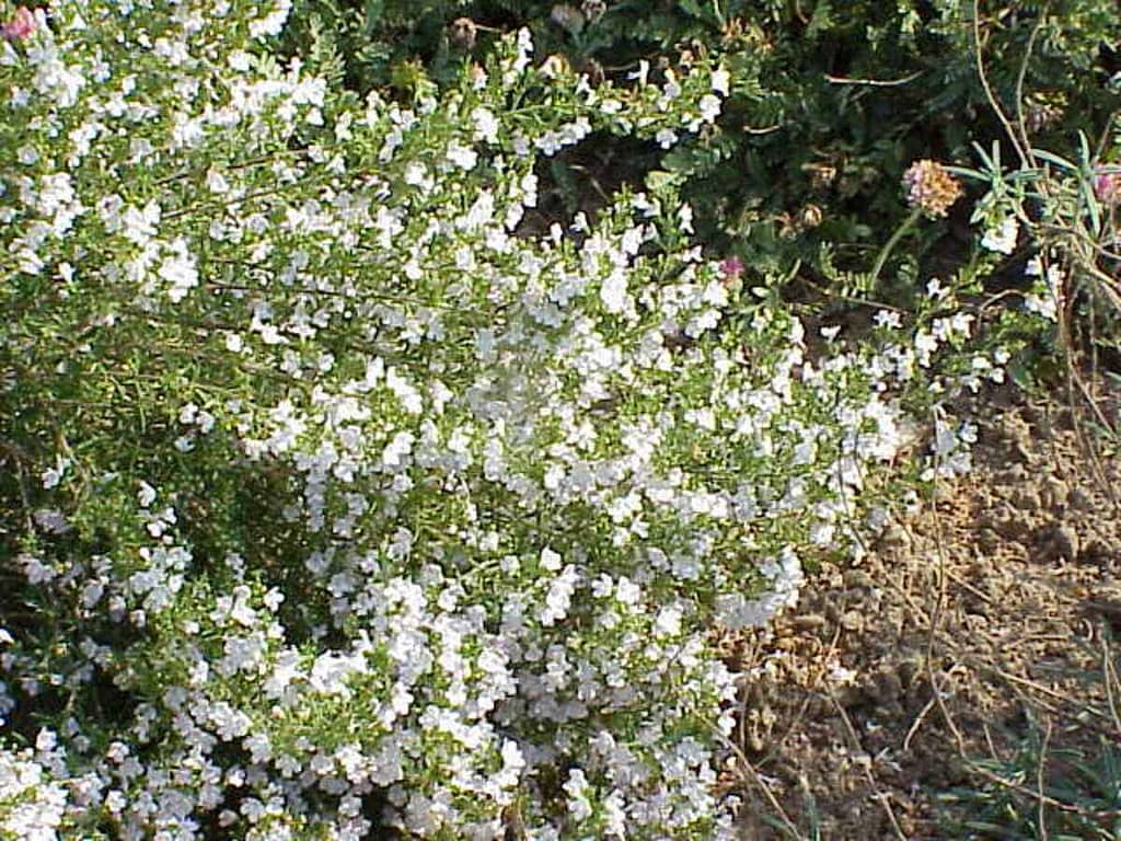 Caring Winter Savory