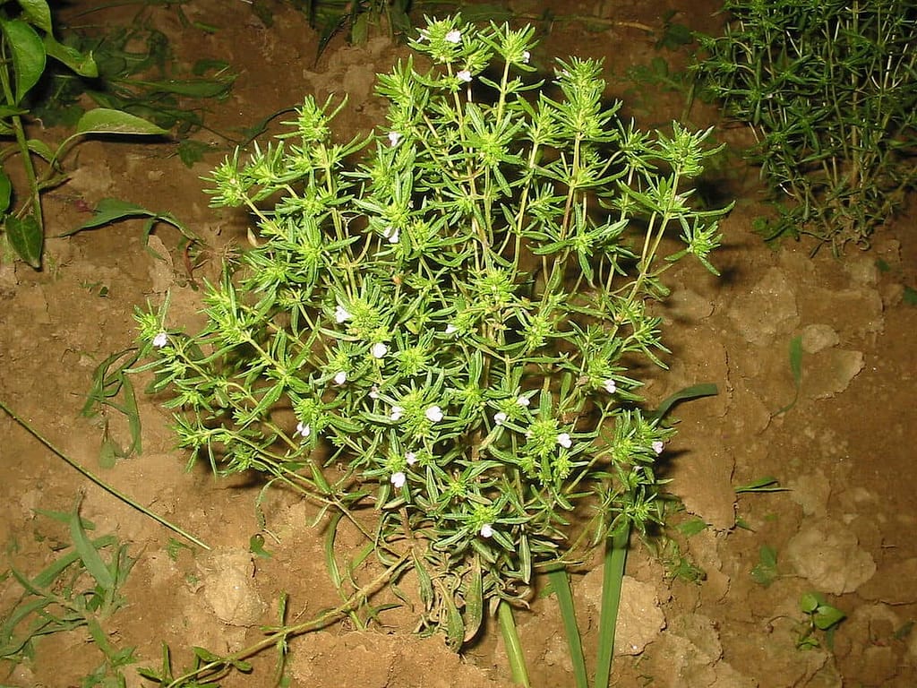 History of Summer Savory