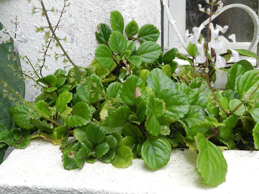 Caring for Swedish Ivy Plants