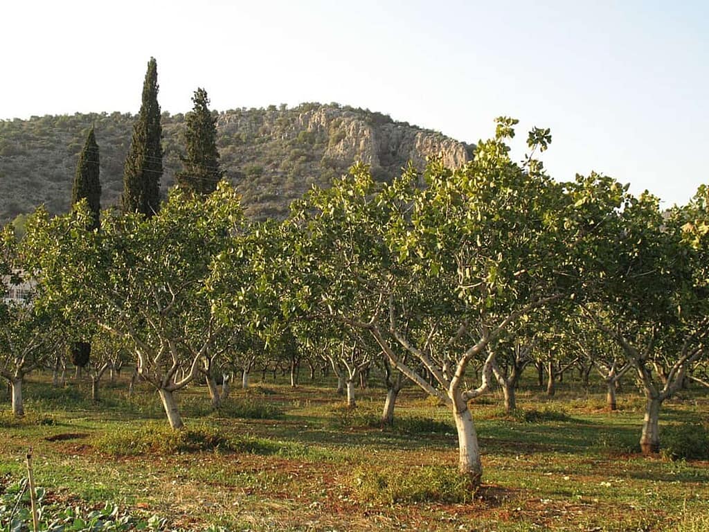 Description of Pistachio Trees