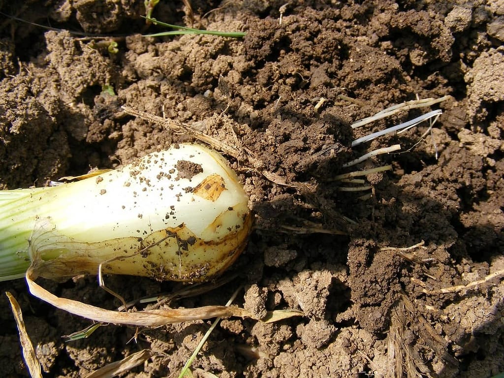 Growing Bunching Onions