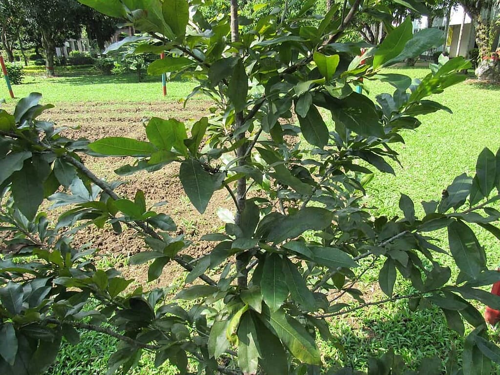 Propagating Pistachio Trees - A Nutty Endeavor