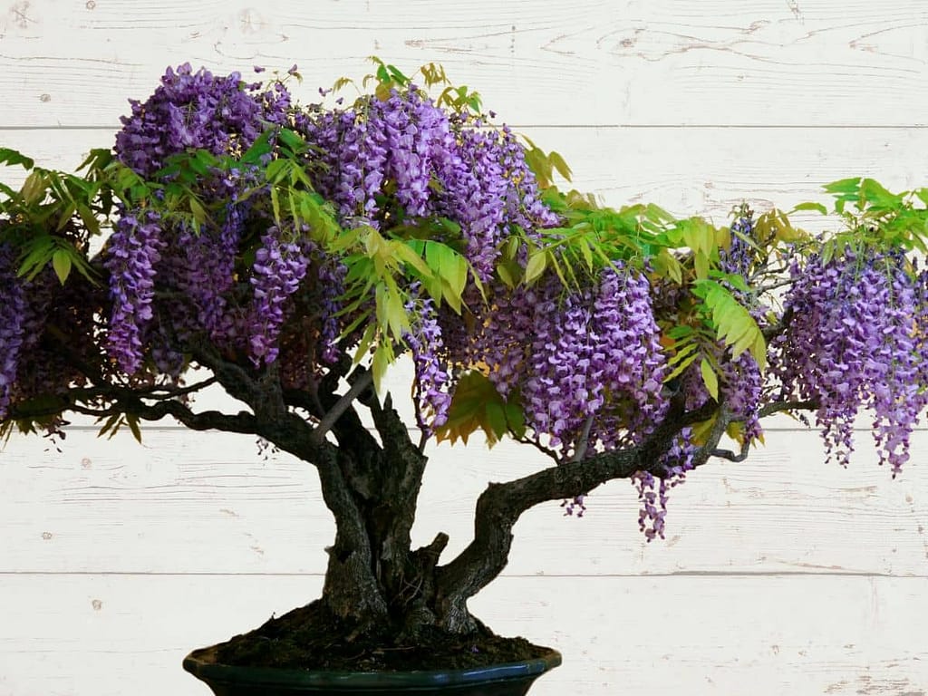 Wisteria Bonsai tree - Featured Image