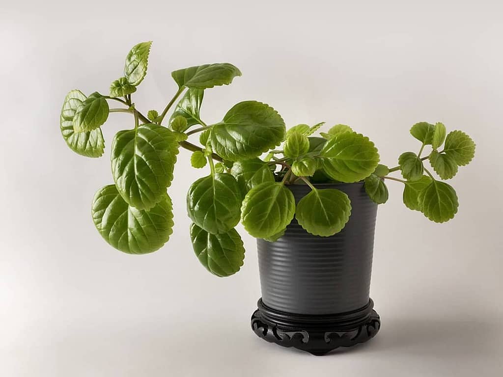 swedish ivy - featured image