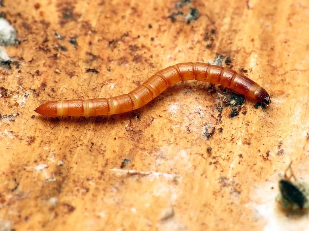 what are wireworms