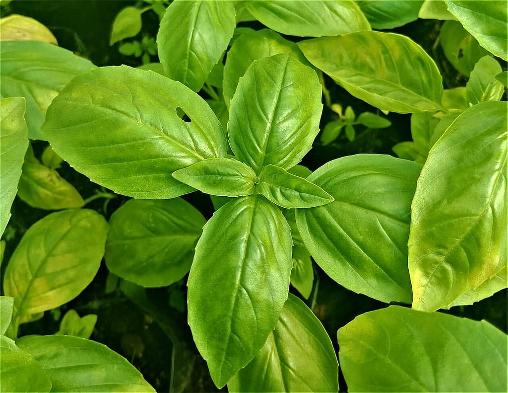 Basil 