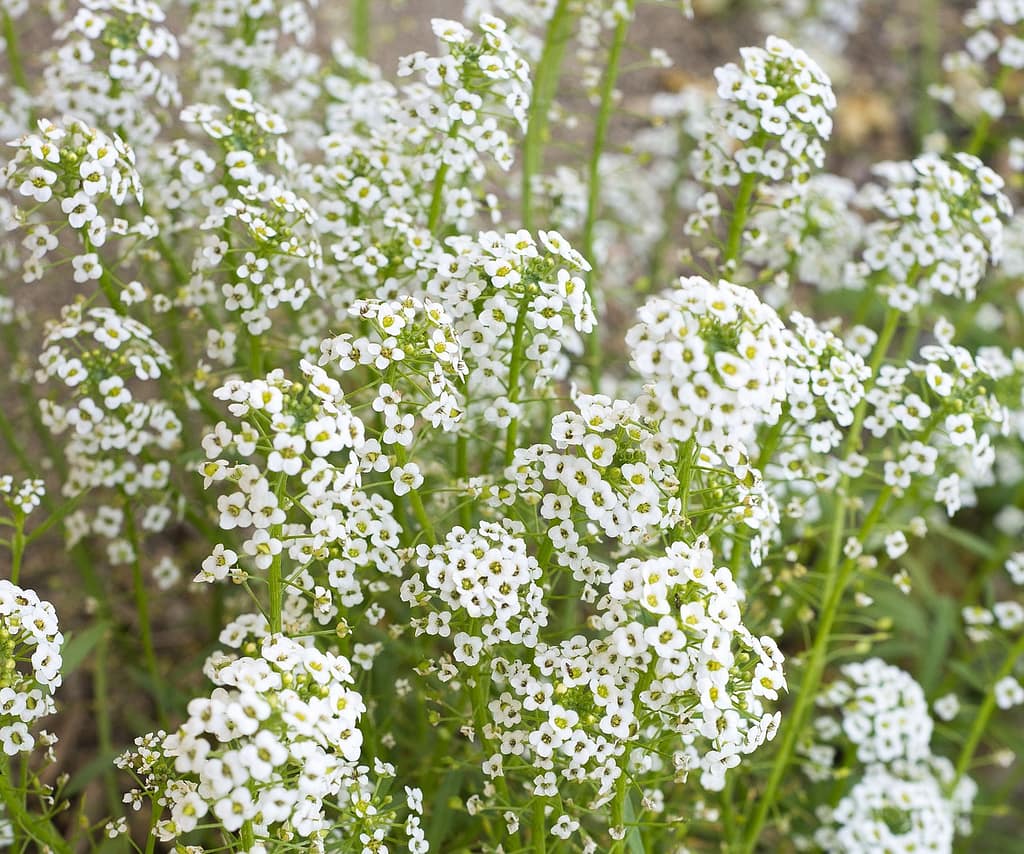 Propagating Baby's Breath Plants