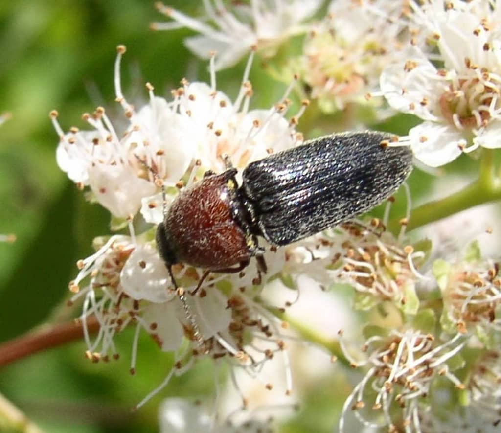 Signs of an click beetles Infestation