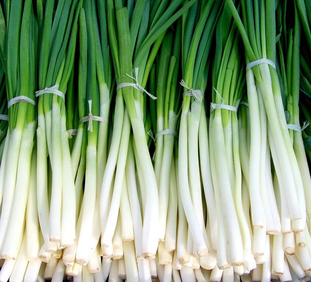 Harvesting Bunching Onions