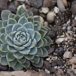 echeveria- featured Image