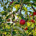 Fruit Garden - featured Image