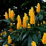 Golden Shrimp plants - Featured image