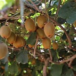 Kiwi Plants - Featured Image