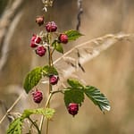 Raspberries - Featured Image