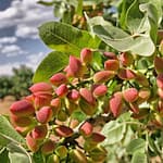 Pistachio Trees - Featured Image