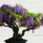 Wisteria Bonsai tree - Featured Image