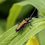 click beetles - Featured Image