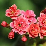 kalanchoe - Featured Image