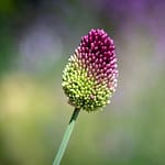 Drumstick Alliums - Feature Image