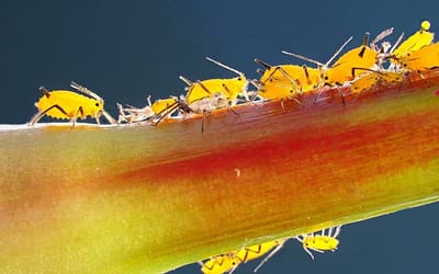 Aphids - Feature Image