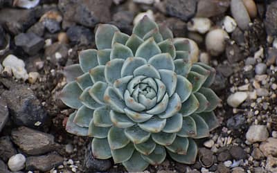 echeveria- featured Image