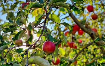 Fruit Garden - featured Image