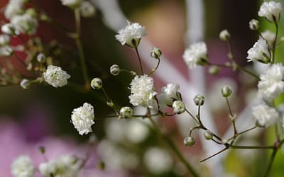 Baby's Breath Plants - Featured Image