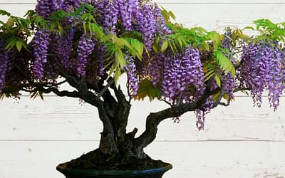 Wisteria Bonsai tree - Featured Image