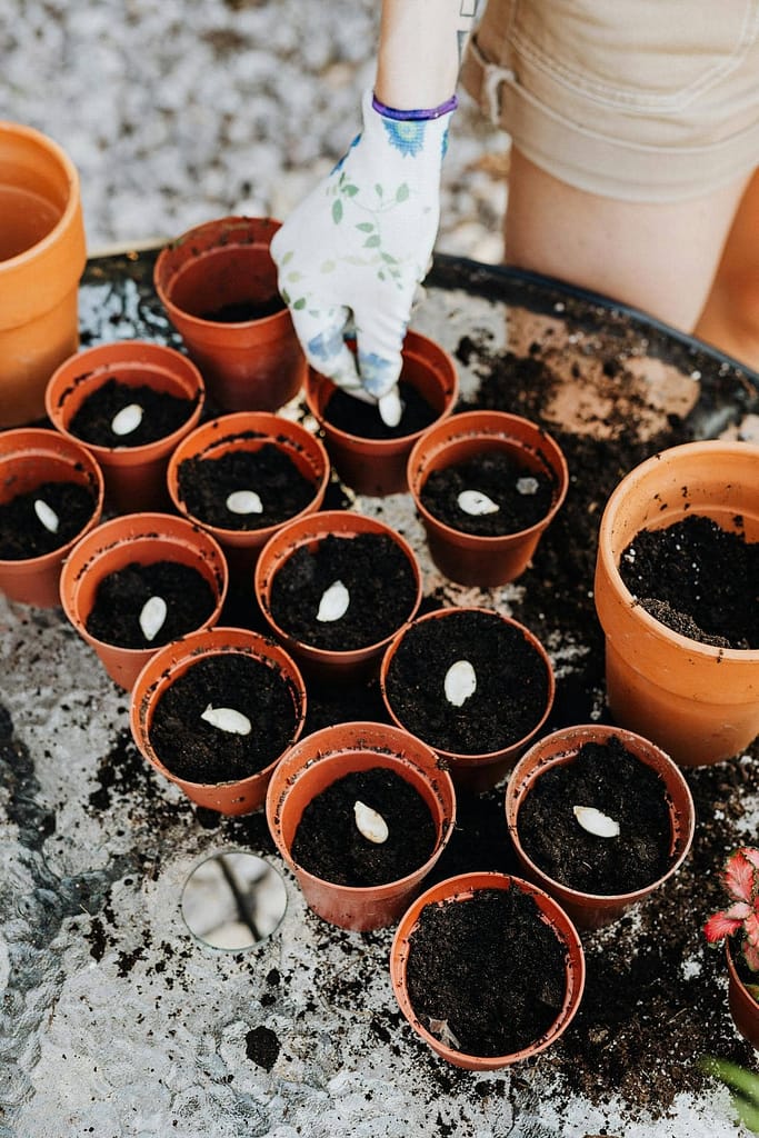 Leaf or offset Propagation