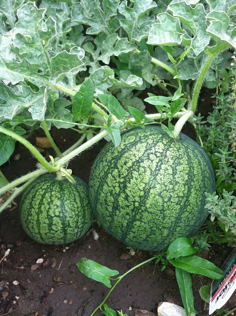Watermelon - Harvesting Vegetables