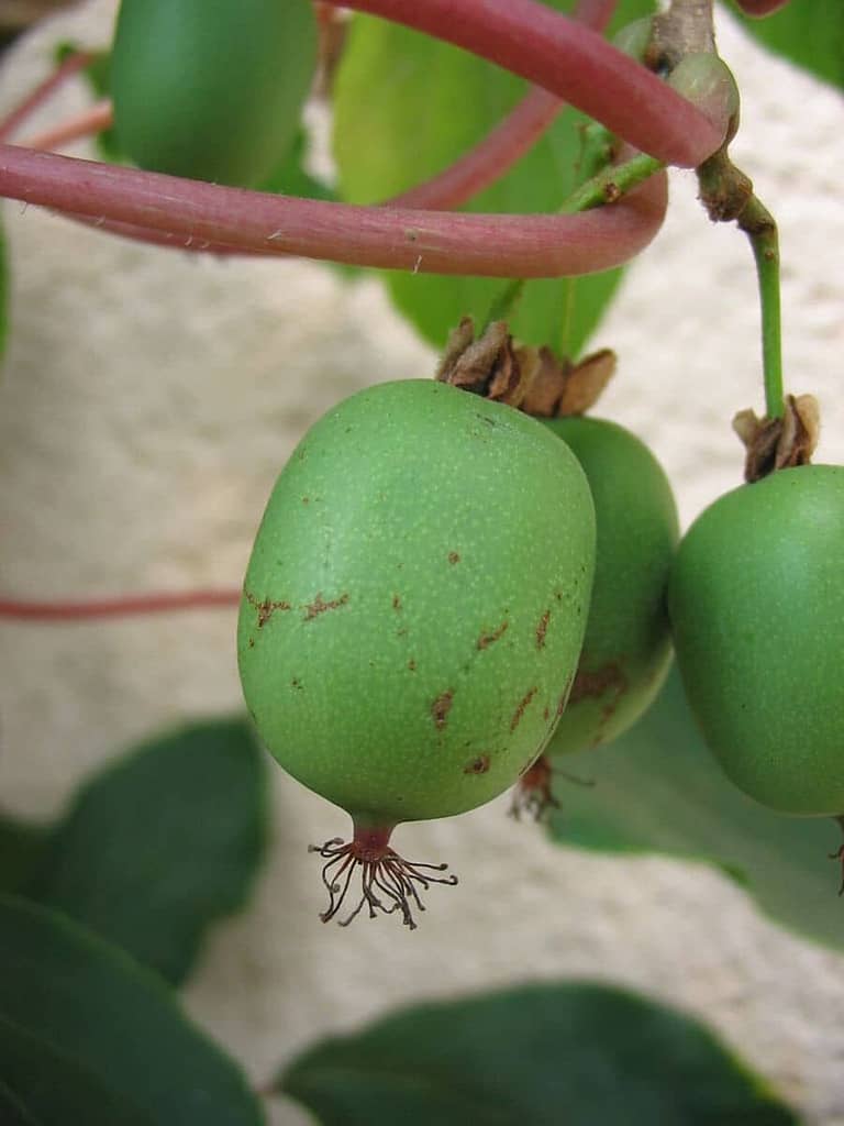 Kiwiberry (Acinidia arguta)